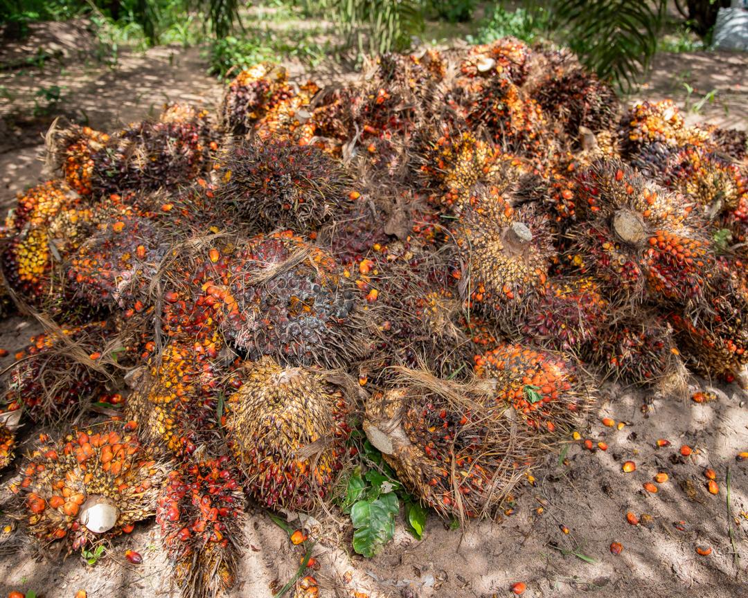 Palm fruit harvest